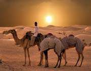 camels