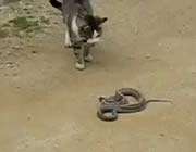 kedi ile yılanın mücadelesi