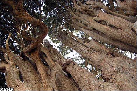 کهن‌ترين درختان جهان در یزد