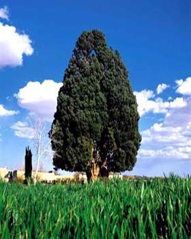 کهن‌ترين درختان جهان در یزد