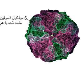 هورمون ها 2