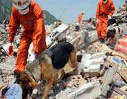 rescuers already use trained dogs to find people trapped under debris.
