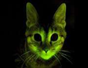 a genetically engineered cat that produces fluorescent jellyfish protein.