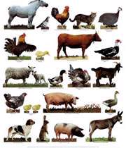 farm-animals
