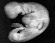 эмбриональное развитие человека