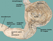 stomachinside