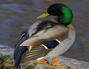 mallard