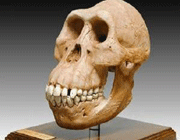 العثور على جمجمة قرد كبير يعود الى مليون سنة في اوغندا