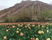 راهنمای شعر گردی در شیراز