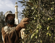 israeli siege harms gaza olive cultivation