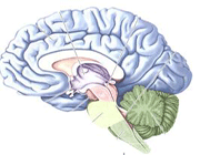 نقص فيتامن بي 12 قد يؤدي لانكماش المخ  
