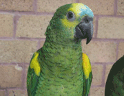 champion-parrot