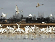 anzali lagoon, gilan province, iran