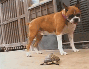 dog-fears-turtle