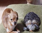 dog-turtle