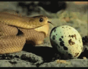 yılan yumurta yutuyor 