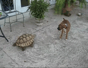 kaplumbağadan korkan köpek videosu 