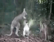 kanguru ile kazın kavgası 