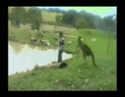 yaramaz kanguru 