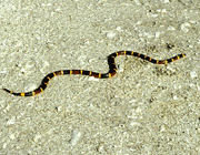 coral-snake