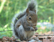 squirrel