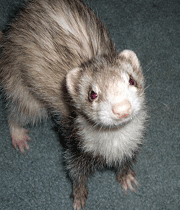 ferret