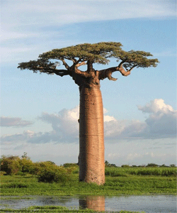 عجیب ترین درخت دنیا
