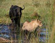 dişi aslan yavru bufalo avında