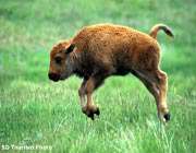 baby buffalo