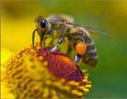 bal arılarının iletişim şekli