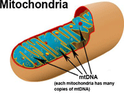 کاربردهای اثر انگشت dna