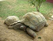 iki kaplumbağa arkadaşlığı