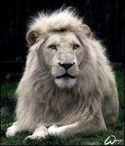 white_lion