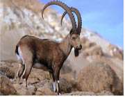 ibex