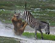 zebra, aslanın elinden böyle kurtuldu