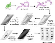 اثر انگشت dna