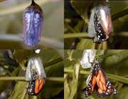 процесс эволюции у бабочек