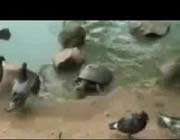 avcı kaplumbağa