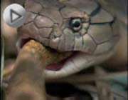 kobra ve çıngıraklı yılan dövüşü