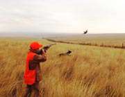 hunting pheasant