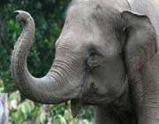 sumatran elephant on brink of extinction