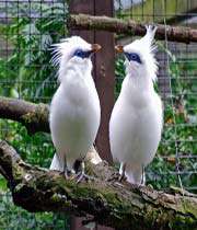 طائر الزرزور الأبيض 