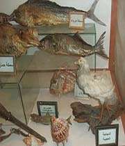 متحف الحياة البحرية والبرية في لبنان
