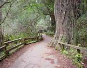 muirwood
