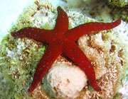 kırmızı deniz yıldızı