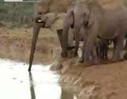 filler yavru fili kurtarmak için birlik oldu