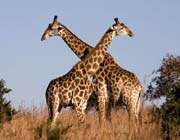 15 малоизвестных фактов о жирафах