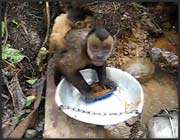 dishwasher monkey