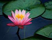 lotus_flower