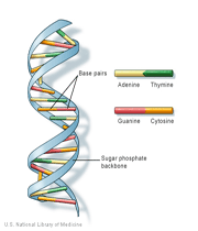 کول دیسکی برای رمز گشایی ژنوم انسانکول دیسکی برای رمز گشایی ژنوم انسان
